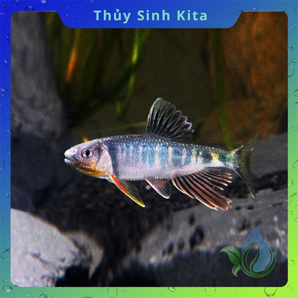 Cá thủy sinh - Mương Hoa