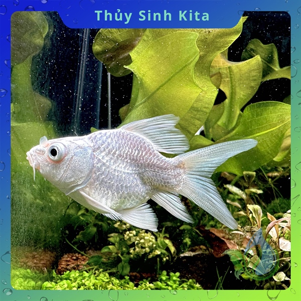 Cá chép sư tử U7-8