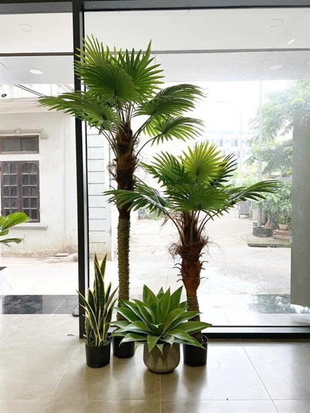 Cây cọ cạn 2,2m - Cây - Hoa Lụa Vân Vượng