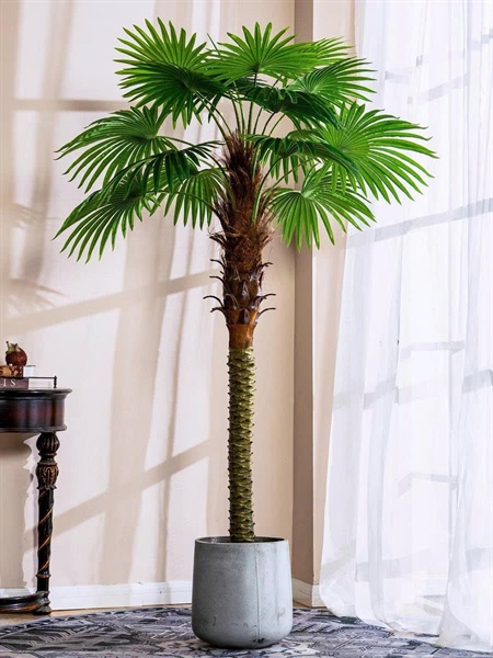 Cây cọ cạn 1,8m - Cây - Hoa Lụa Vân Vượng