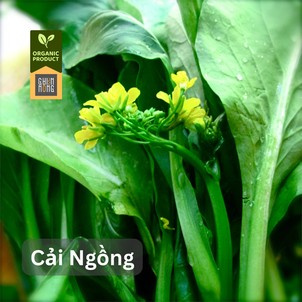 Organic _ Cải Ngồng | 450-500g