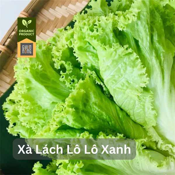 Organic _ Xà Lách Lô Lô Xanh | 450-500g