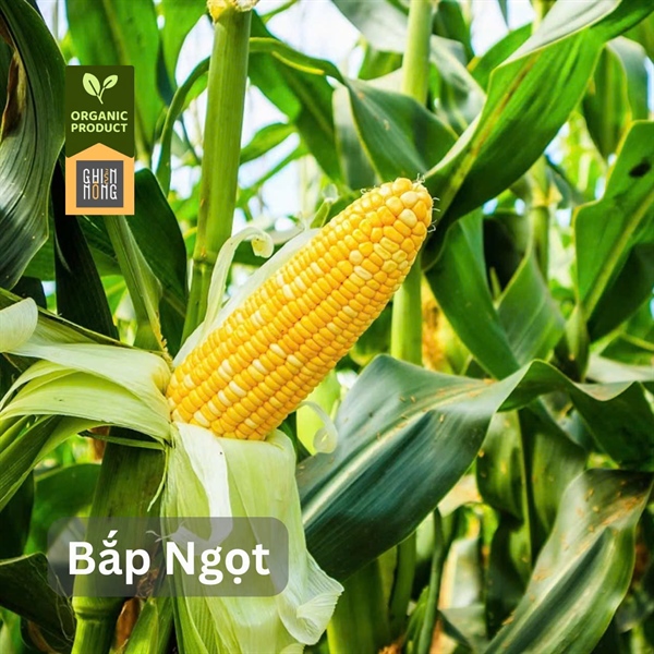 Organic _ Bắp Ngọt (2 trái)