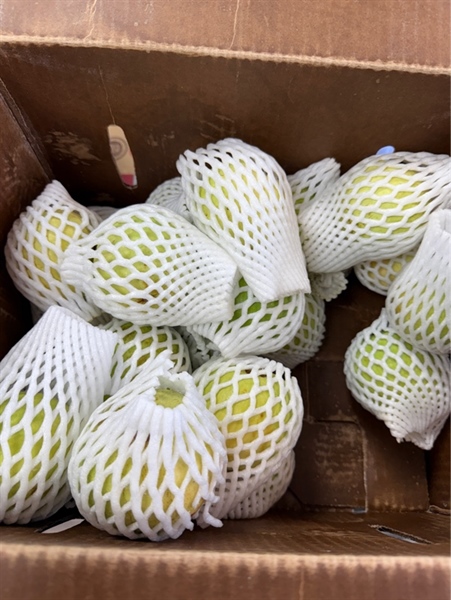 Ổi Trắng Đài Loan