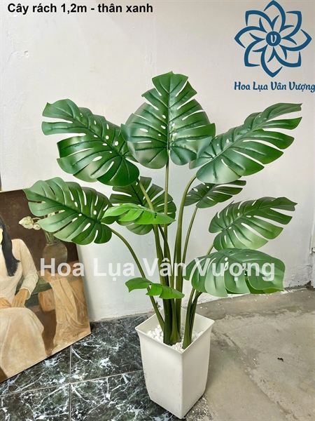 Cây rách 1,2m - Cây - Hoa Lụa Vân Vượng