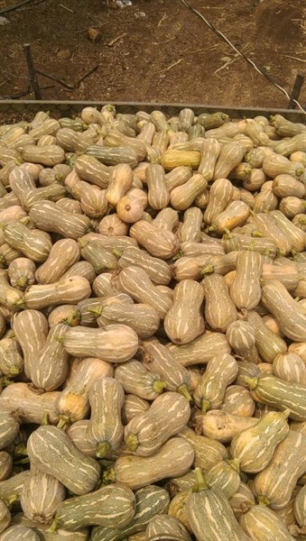 Bí đỏ củ lạc