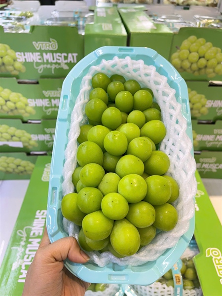 NHO SỮA ĐÀI LOAN (Hộp)