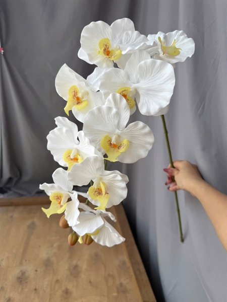 Hồ điệp cánh xoăn xịn 9b A - Hồ điệp, lan - Hoa Lụa Vân Vượng