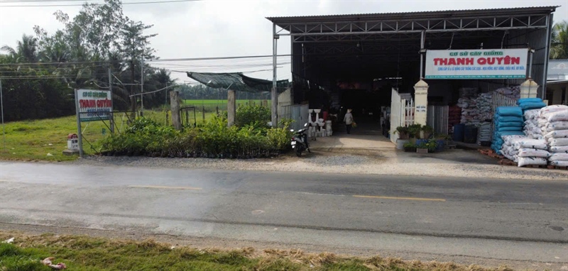 Cây giống na Sầu Riêng (CÂY VÀO CHẬU LỚN)