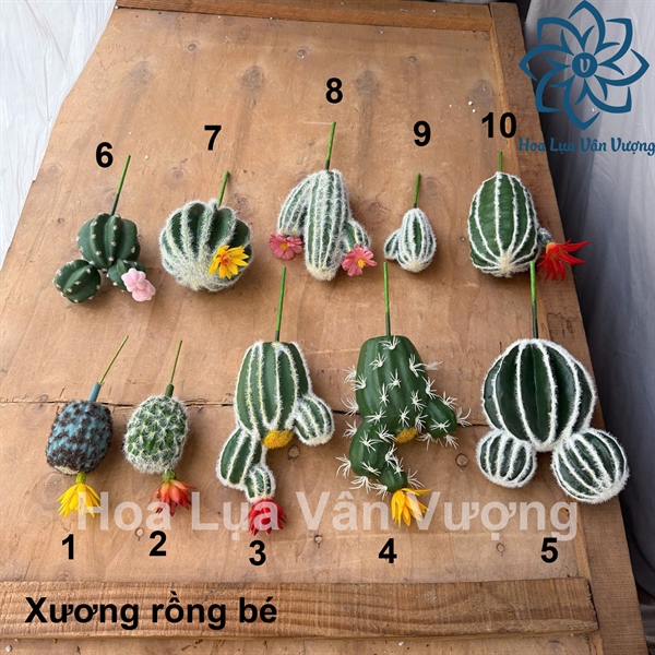 Xương rồng bé - Hoa đá - Hoa Lụa Vân Vượng