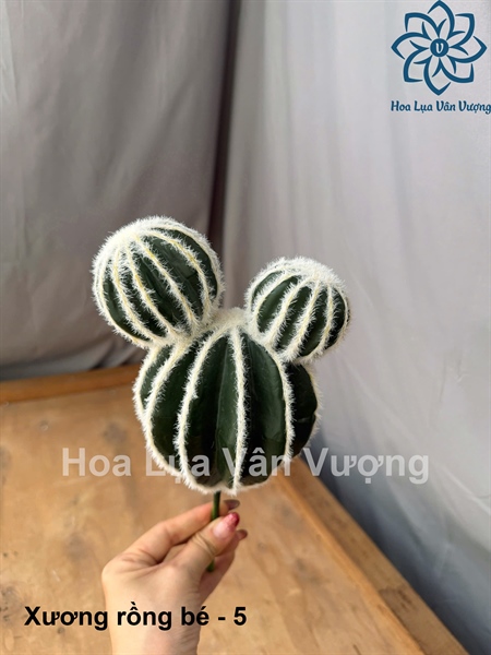 Xương rồng bé - 5 - Hoa đá - Hoa Lụa Vân Vượng
