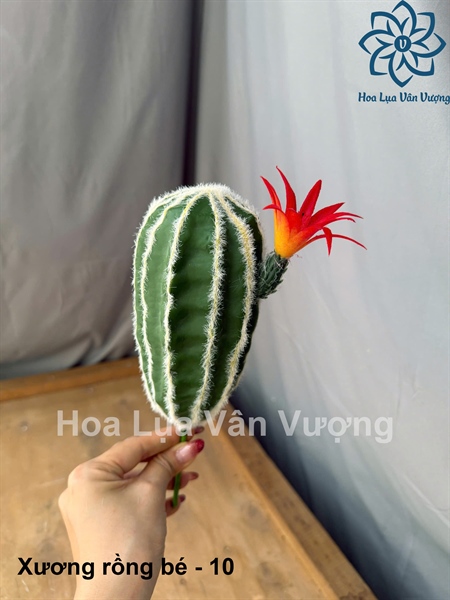 Xương rồng bé - 10 - Hoa đá - Hoa Lụa Vân Vượng