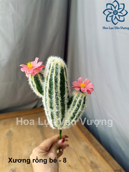 Xương rồng bé - 8 - Hoa đá - Hoa Lụa Vân Vượng