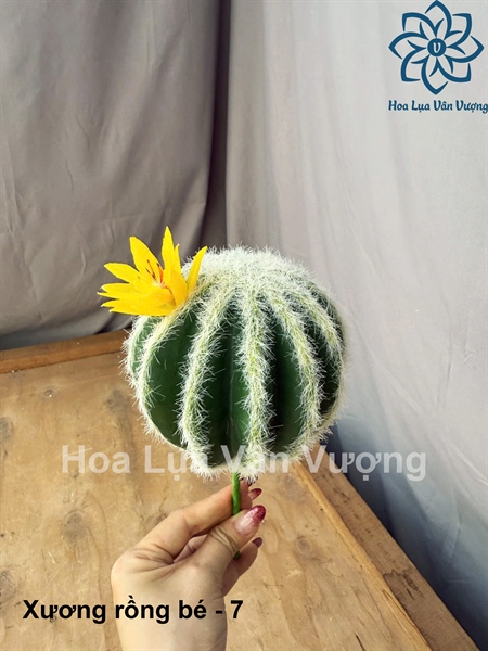 Xương rồng bé - 7 - Hoa đá - Hoa Lụa Vân Vượng