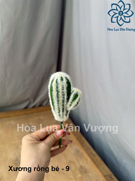 Xương rồng bé - 9 - Hoa đá - Hoa Lụa Vân Vượng