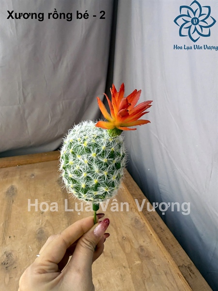 Xương rồng bé - 2 - Hoa đá - Hoa Lụa Vân Vượng