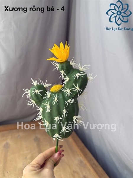 Xương rồng bé - 4 - Hoa đá - Hoa Lụa Vân Vượng