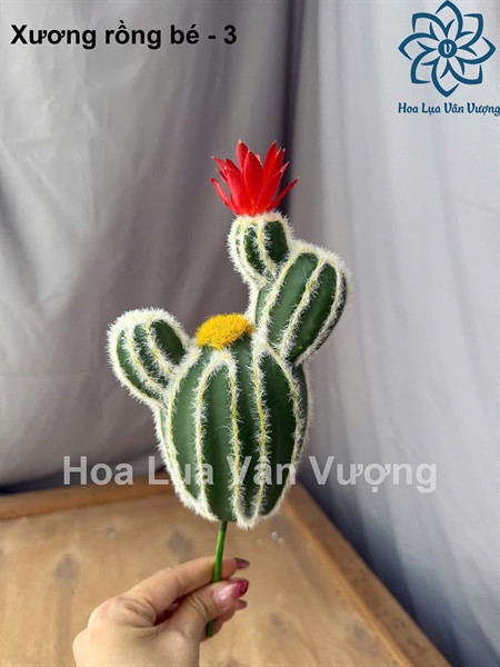 Xương rồng bé - 3 - Hoa đá - Hoa Lụa Vân Vượng