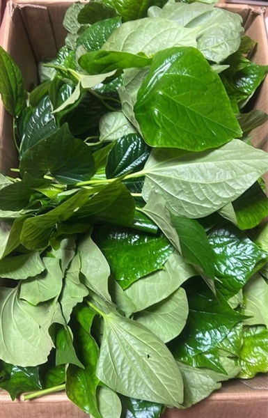 LÁ LỐT CÀNH