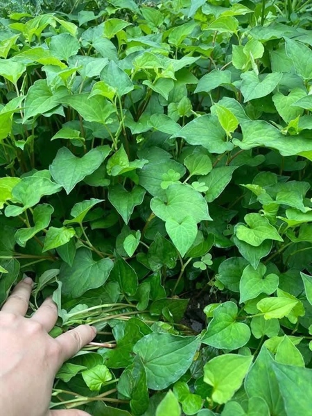 RAU DIẾP CÁ VIỆT NAM