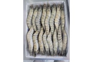 TÔM NGUYÊN CON 450G-500G ĐÔNG LẠNH v5
