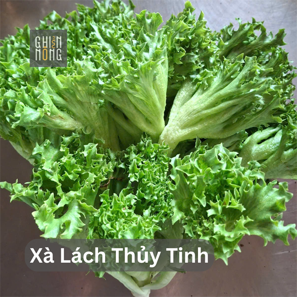 Xà Lách Thủy Tinh | 250-300g
