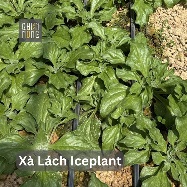 Xà Lách Iceplant | 100g