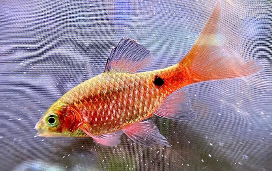 Hồng Cam Vây Dài