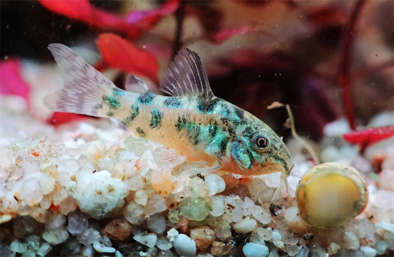 Chuột Muối Tiêu