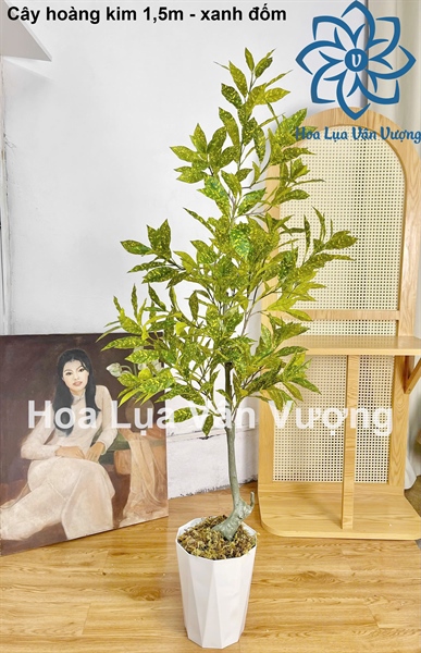 Cây hoàng kim 1,5m - Cây - Hoa Lụa Vân Vượng