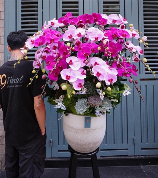 CHẬU LAN 20C MIX MÀU