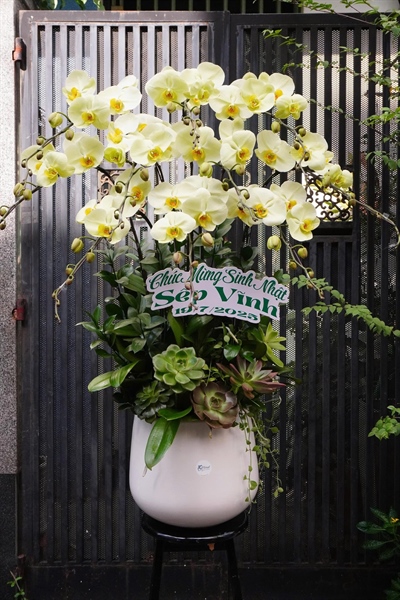 CHẬU LAN 10C XANH BƠ DECOR SEN ĐÁ