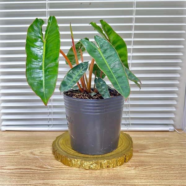 CÂY HỒNG HẠC THÂN CAM