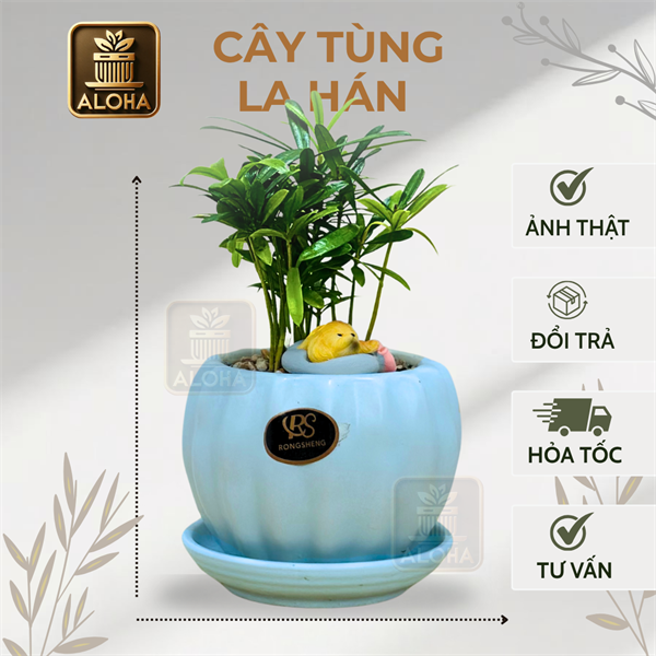 COMBO TÙNG LA HÁN ĐỂ BÀN