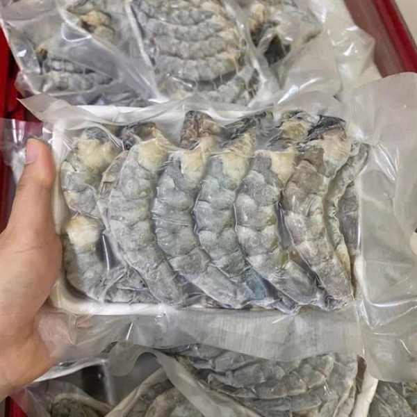 Nõn tôm thẻ size 26-30