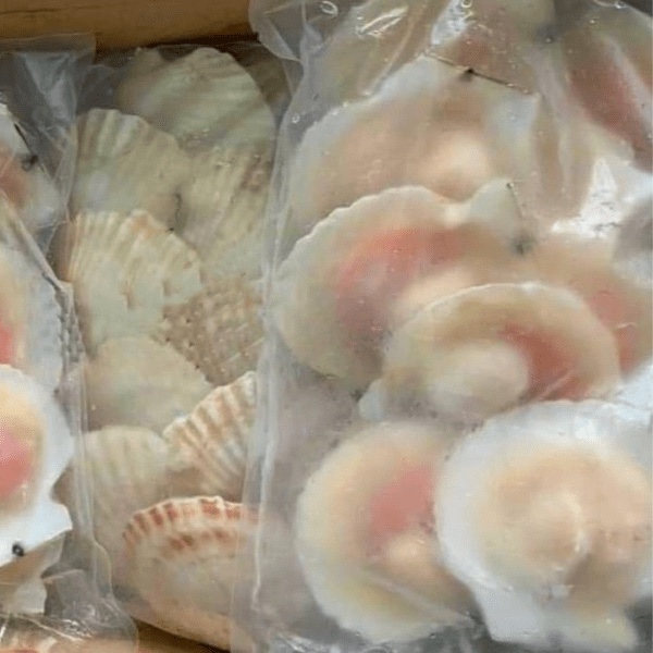 Sò điệp Nhật nửa mảnh size lớn