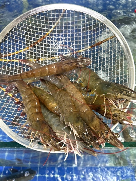 Tôm Lớt Bơi Sống
