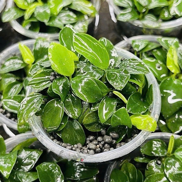 Ráy Nana Petite Gen Thái (Hộp Đất)