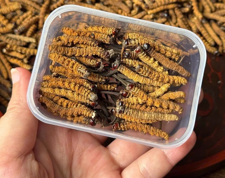 Đông Trùng BHUTAN Gãy Size 65-75 Con 10gr