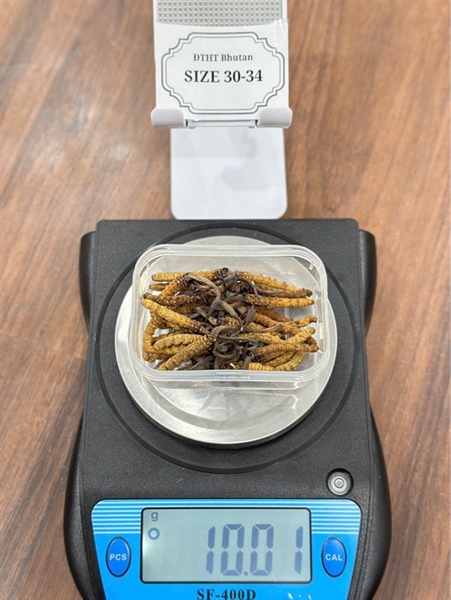 Đông Trùng Hạ Thảo Bhutan Size A+ ( 30-33 con) 10gr