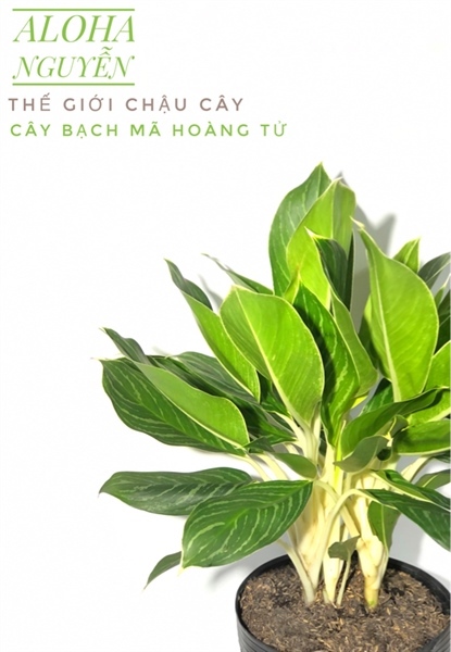 CÂY BẠCH MÃ HOÀNG TỬ NHỎ