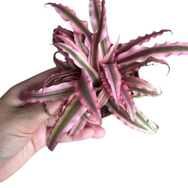 CÂY DỨA SAO HỒNG