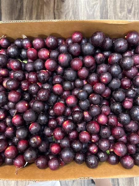 Nho Thân Gỗ Muscadine