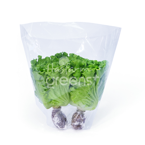 Xà lách lolo thủy canh Hasfarm