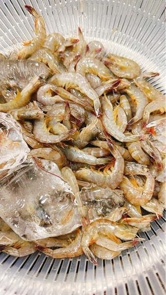 Tôm đất sông tự nhiên