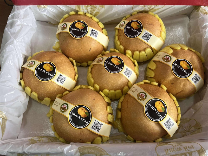 Lê Nâu VIP Nơ Đỏ