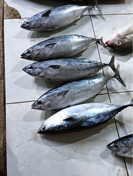 Cá ngừ Phú Quý (nguyên con cân trước khi làm )