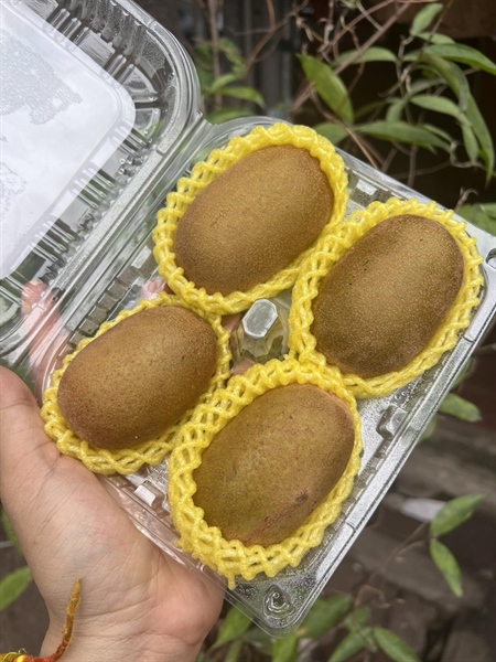 Kiwi Vàng Đài Loan