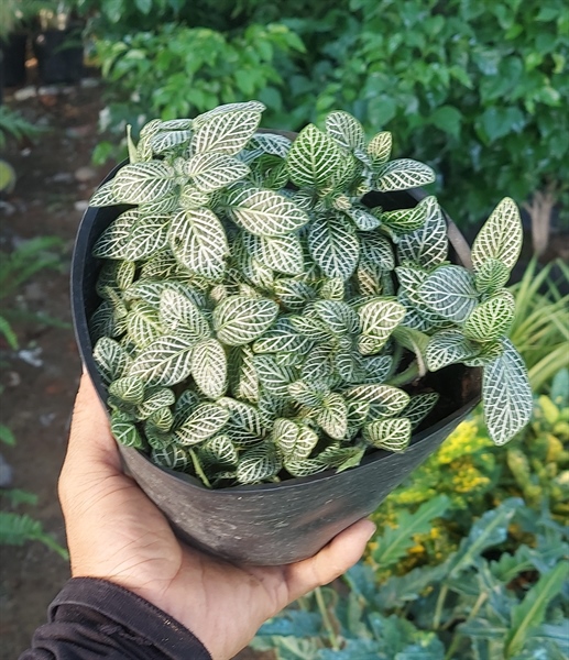 Gấm