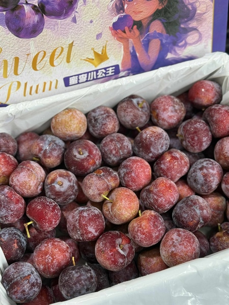 Mận Ong Tím